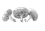 Picture of 3 MUSHROOMS DRAWING