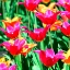 Picture of FLOWER 7 BED OF RED FLOWERS