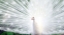 Picture of WHITE PEACOCK