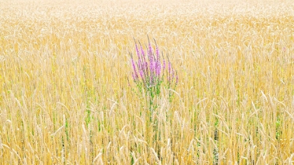 Picture of FIELD COW-WHEAT