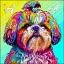 Picture of RAINBOW SHIH TZU