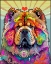 Picture of CHOW CHOW