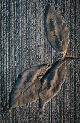 Picture of CEMENT AUTUMN 1336