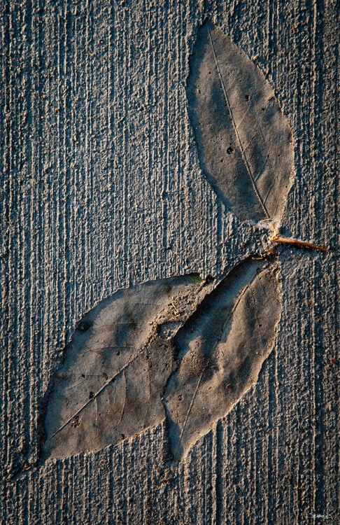 Picture of CEMENT AUTUMN 1336