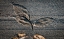 Picture of CEMENT AUTUMN 1335