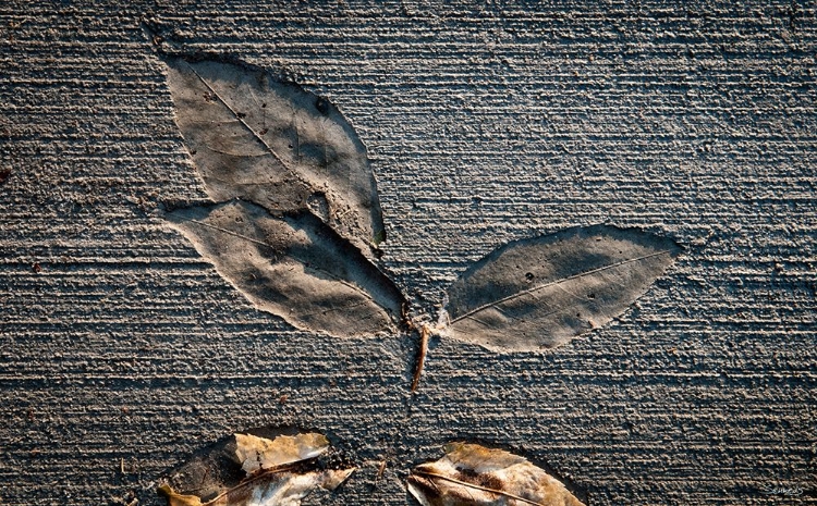 Picture of CEMENT AUTUMN 1335
