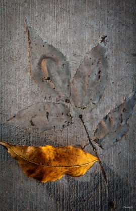 Picture of CEMENT AUTUMN 1295