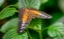 Picture of 1993_BUTTERFLY HOUSE-HDR