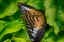 Picture of 2026_BUTTERFLY HOUSE-HDR