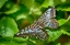 Picture of 2028_BUTTERFLY HOUSE-HDR