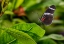Picture of 2114_BUTTERFLY HOUSE-HDR
