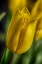 Picture of GS-YELLOW TULIPS_037
