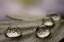 Picture of DEW DROPS MACRO 08