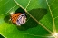 Picture of SHADOW OF A MONARCH
