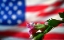 Picture of AMERICAN BUDS 05
