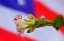 Picture of AMERICAN BUDS 08