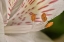 Picture of ALSTROEMERIA 02