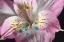 Picture of ALSTROEMERIA 04