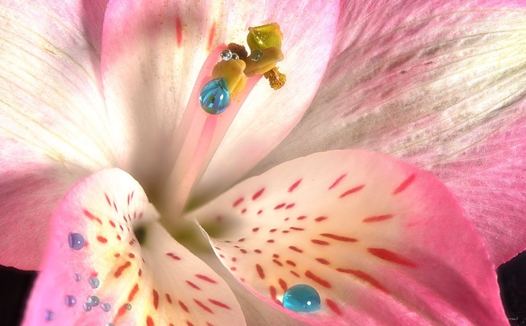 Picture of ALSTROEMERIA 07