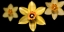 Picture of DAFFODILS 02