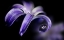 Picture of PURPLE HYACINTHS 02