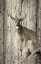 Picture of WOODGRAIN ANTIQUES 04