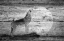 Picture of WOODGRAIN ANTIQUES 08