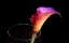 Picture of CALLA LILY 03