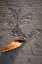 Picture of TEXTURES 07