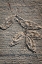 Picture of TEXTURES 08