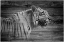Picture of WOODGRAIN ANTIQUES TIGER 01