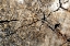 Picture of TEXTURES 30