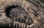 Picture of TEXTURES 33