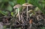 Picture of TEXTURES 35