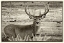 Picture of WOODGRAIN ANTIQUES WHITETAIL BUCK 2