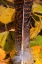 Picture of AUTUMN 05