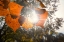 Picture of AUTUMN 22