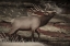 Picture of WOODGRAIN ANTIQUES AMERICAN ELK