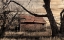 Picture of LOST FARMSTEAD ON THE PRAIRIE 059