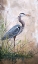 Picture of JP1817_IN THE REEDS-BLUE HERON-A