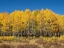 Picture of ASPEN GROVE