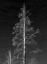 Picture of BARE TREE-GLITCH