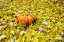 Picture of CINDERELLA PUMPKIN