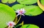 Picture of LILY PADS