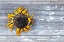 Picture of SUNFLOWER FACE ON CHIPPY WOOD