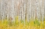 Picture of WHITE BARK