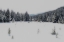 Picture of WINTER FOREST