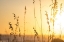 Picture of MORNING DAWNS AT VACATION