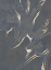 Picture of NEUTRAL PLATES