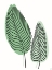 Picture of FERN LINES PAIR 2